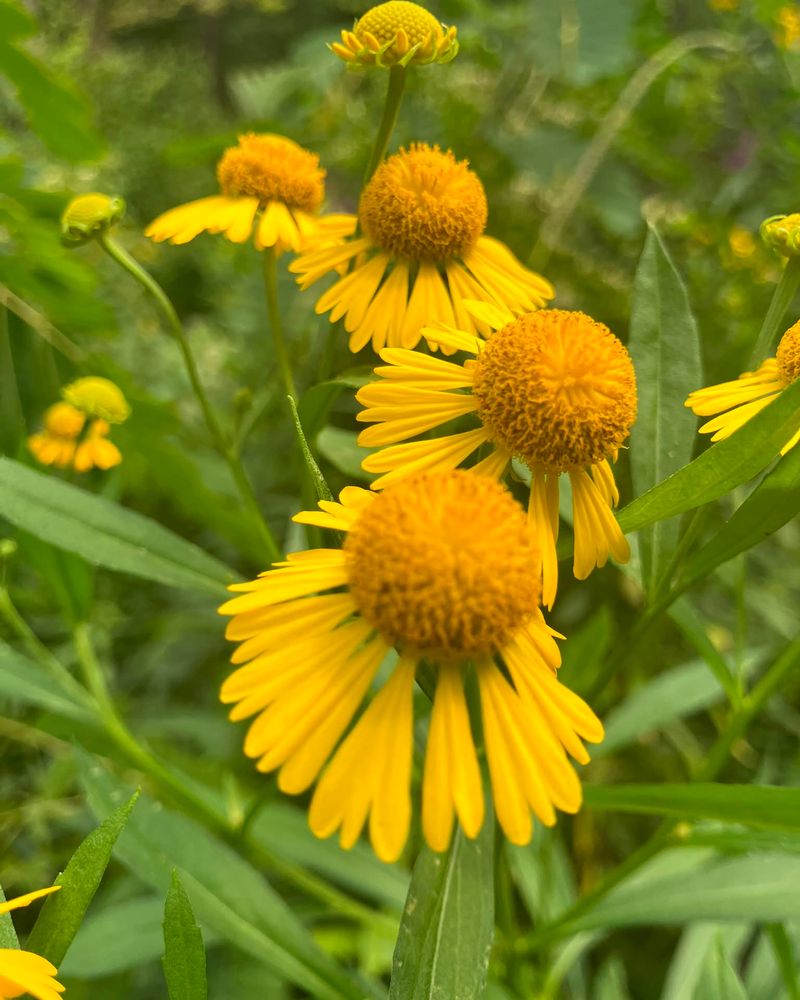 4. The Strange Name Came From An Old Remedy 4. The Strange Name Came From An Old Remedy