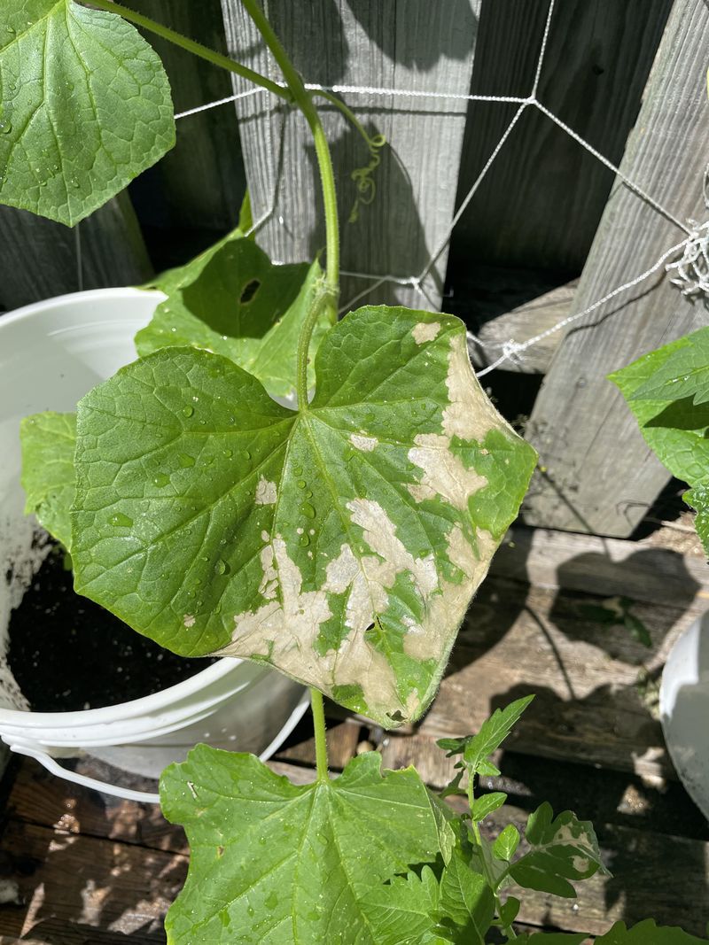 4. Using Overhead Watering On Dense Plants 4. Using Overhead Watering On Dense Plants