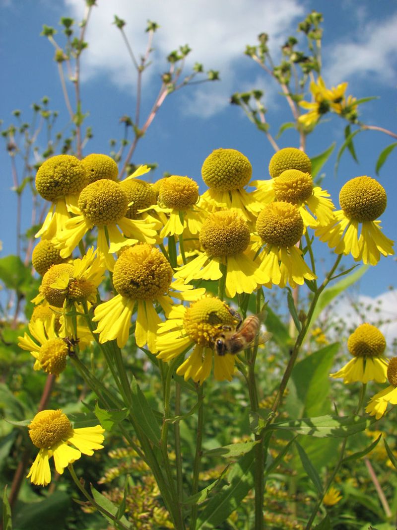 5. Bees Keep The Flowers Busy Into Fall 5. Bees Keep The Flowers Busy Into Fall
