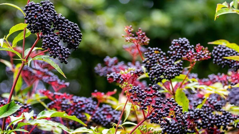 5. Berrying Plants Make The Habitat Even Better