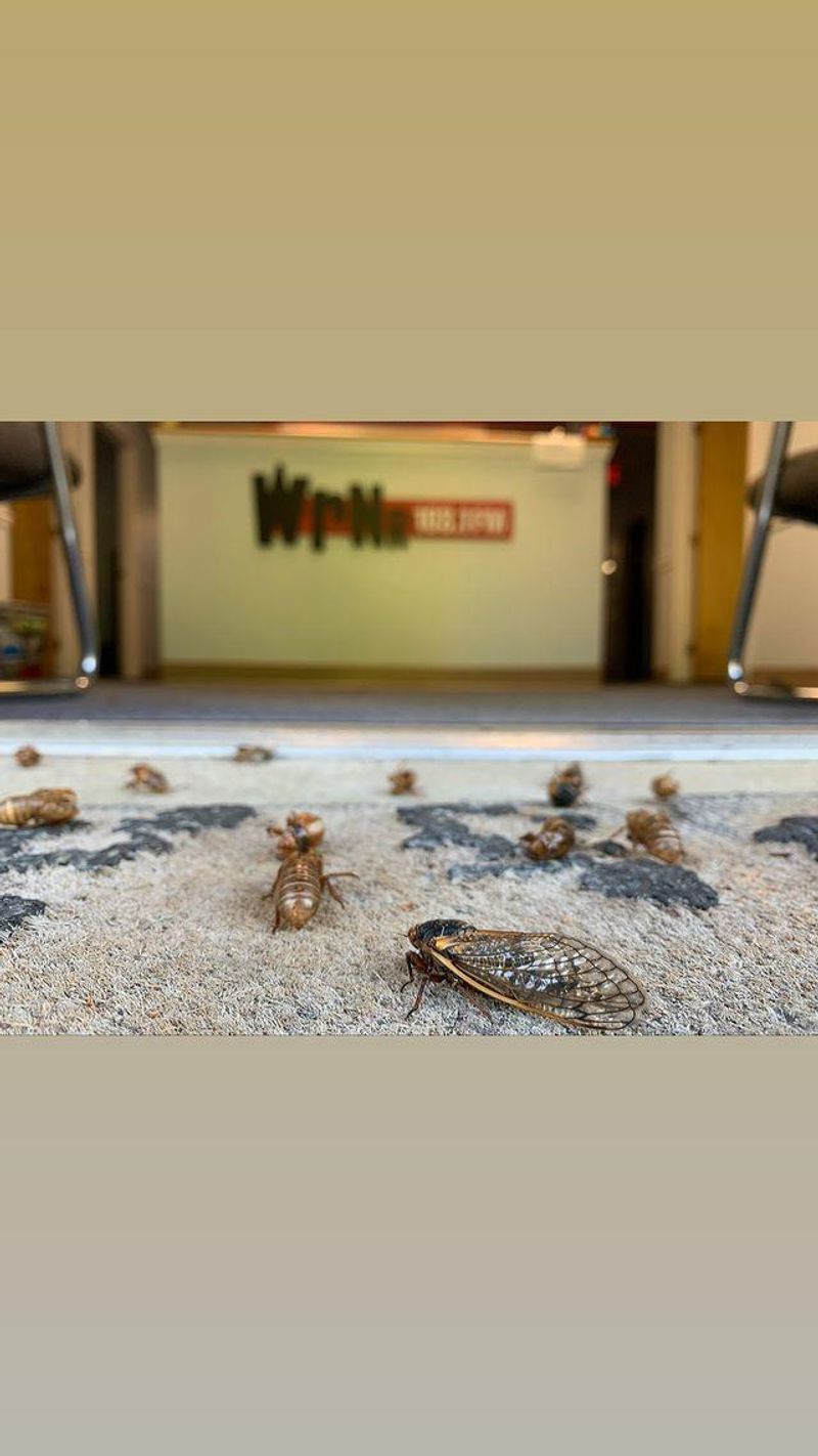 5. Empty Shells Mark A Recent Emergence