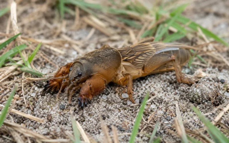 5. September Tunnels May Actually Belong To Mole Crickets 5. September Tunnels May Actually Belong To Mole Crickets
