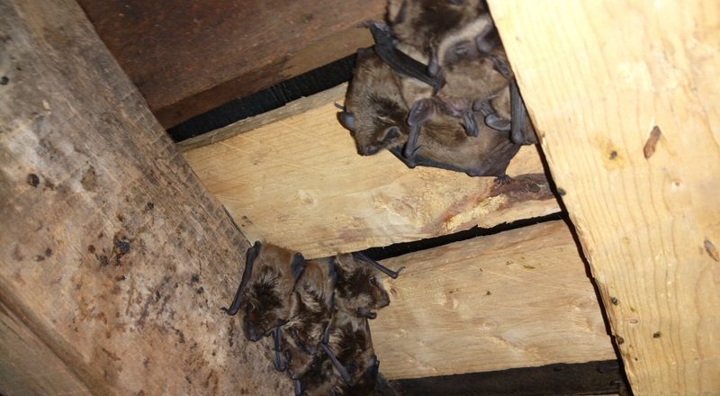 5. Some Bats Stay While Others Start Moving 5. Some Bats Stay While Others Start Moving