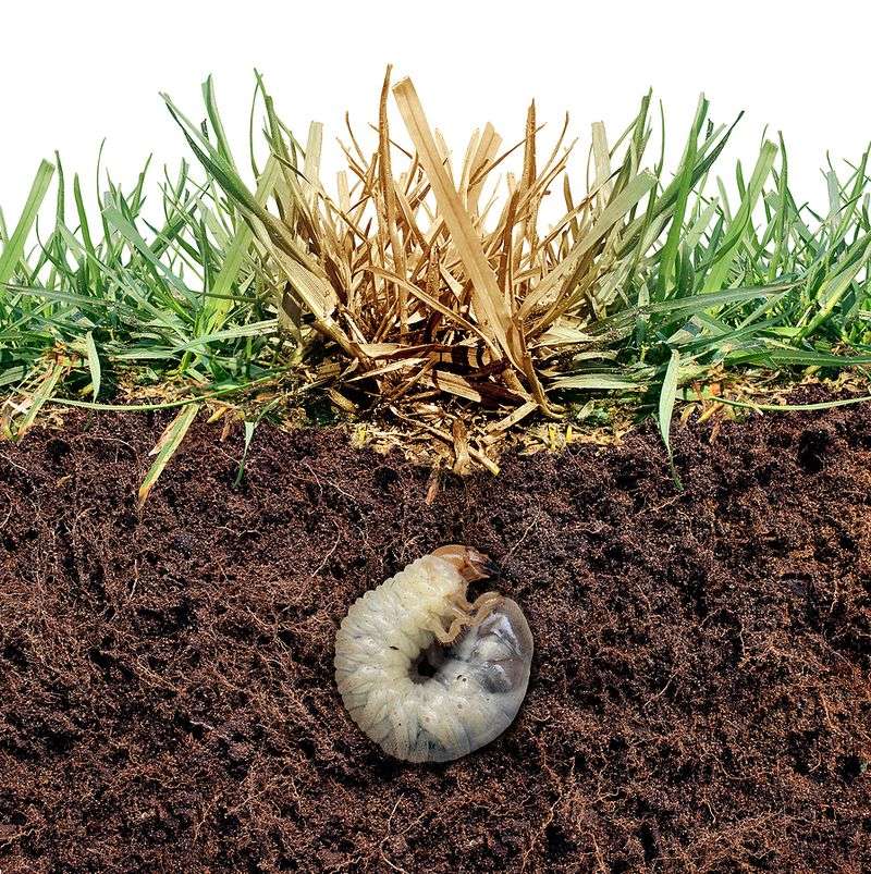 5. The Digging Can Reveal A Hidden Grub Problem 5. The Digging Can Reveal A Hidden Grub Problem