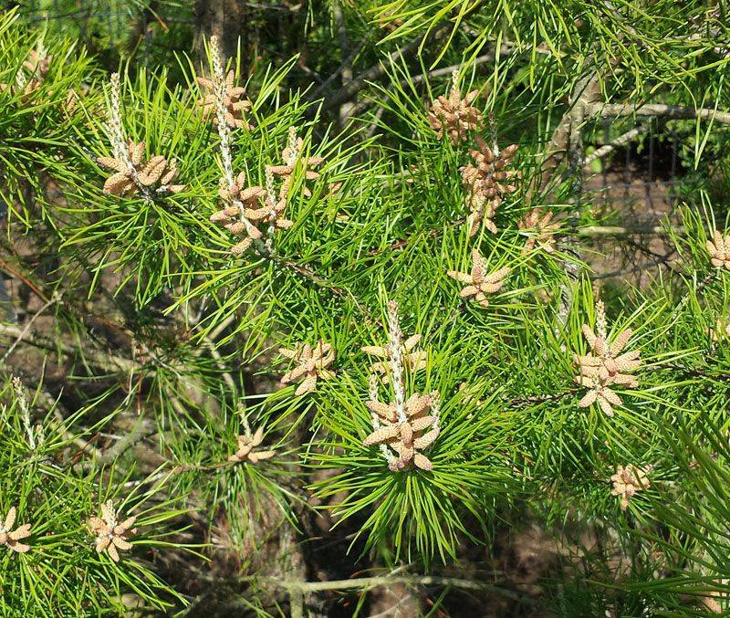 5. Virginia Pine Fits Ohio's Drier Ground 5. Virginia Pine Fits Ohio's Drier Ground