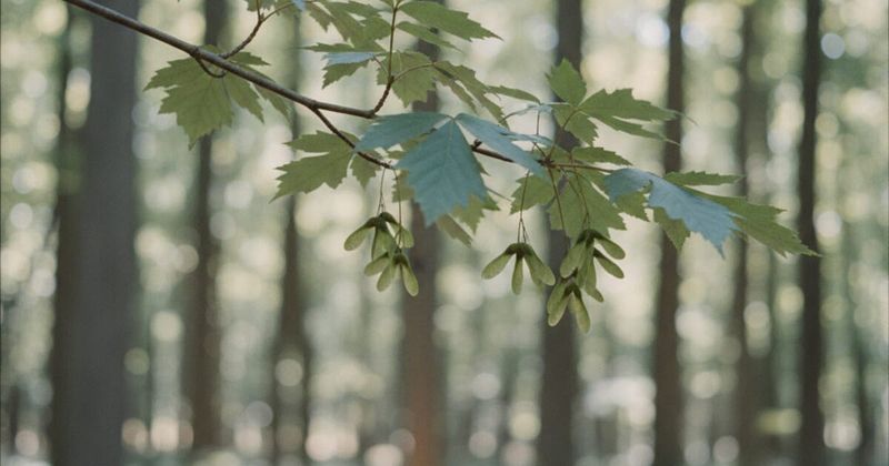5. Volunteer Seedlings Can Fill Open Gaps