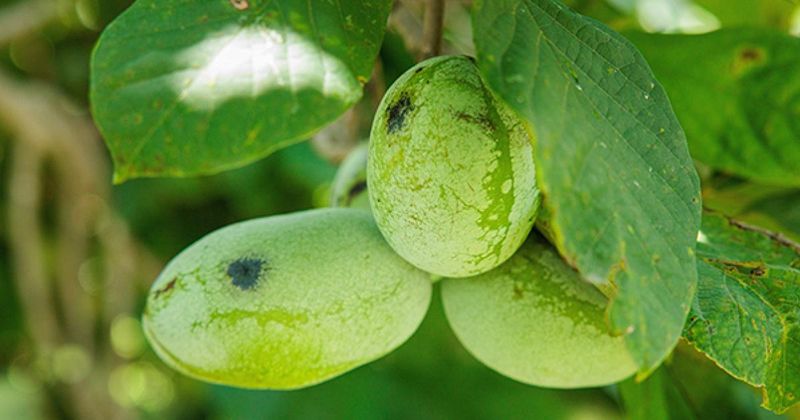5. Wildlife May Reach The Ripe Fruit First