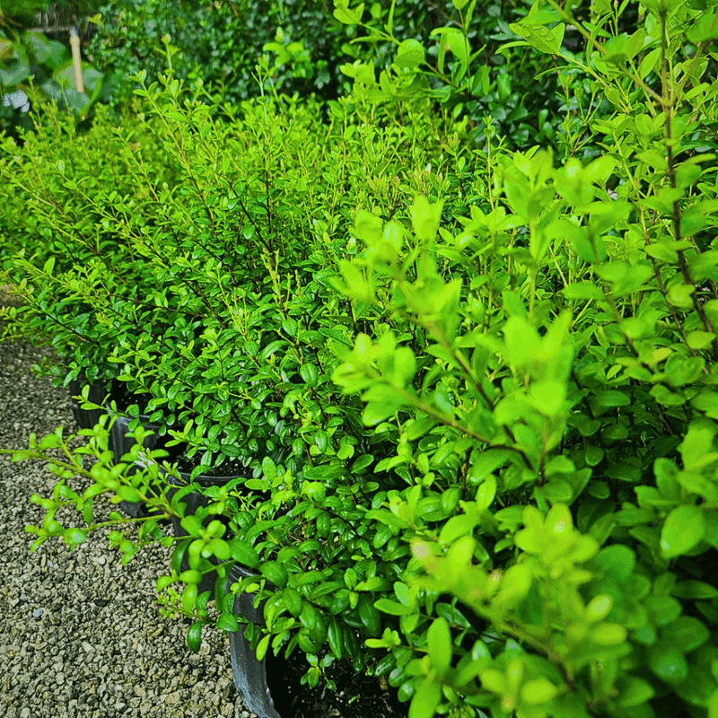 6. Coastal Yards Give This Native Another Advantage 6. Coastal Yards Give This Native Another Advantage