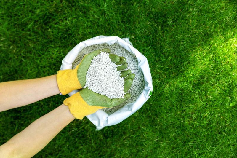 6. Fall Feeding Helps Active Turf Recover