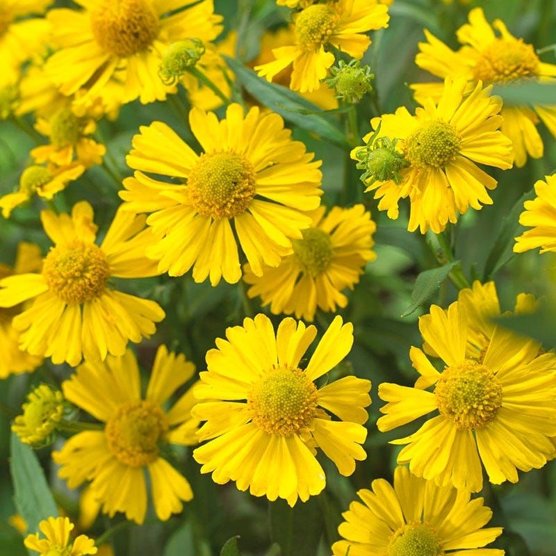 6. Moist Ground Brings Out Its Best Growth 6. Moist Ground Brings Out Its Best Growth