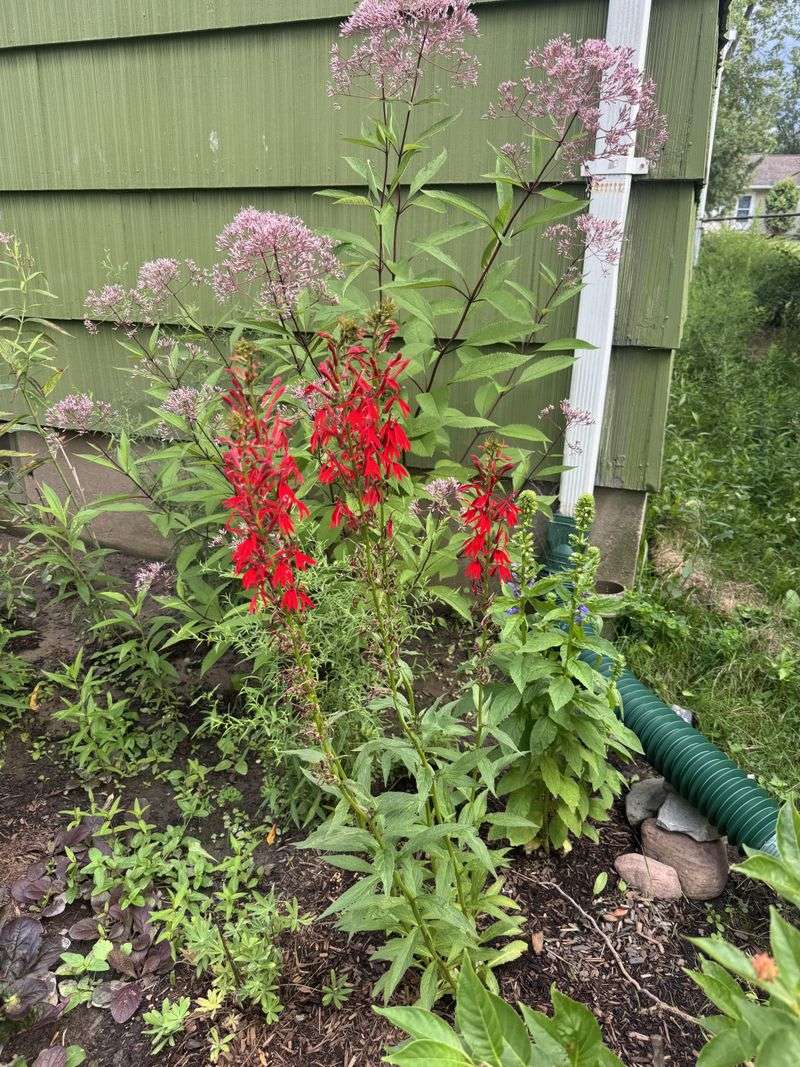 6. Moist Ground Keeps The Red Spikes Coming