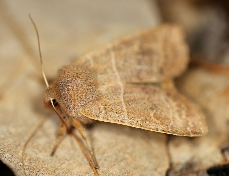6. Native Plants Keep The Night Buffet Going 6. Native Plants Keep The Night Buffet Going