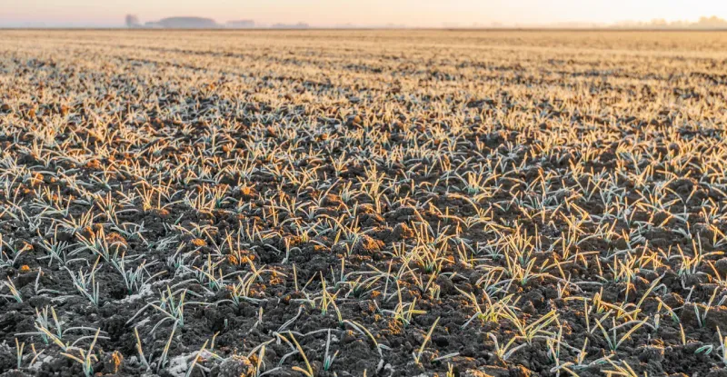 6. October Seeding Becomes A Bigger Gamble