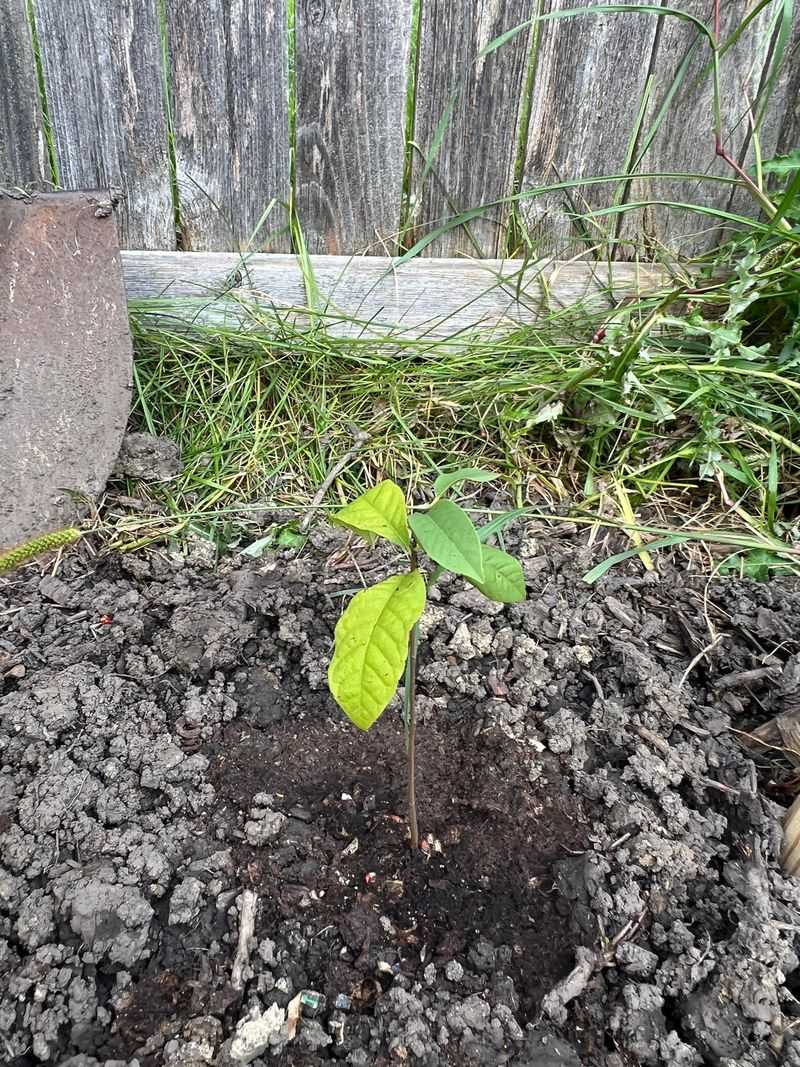 6. One Pawpaw Patch May Be Just One Clone