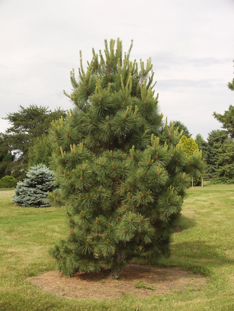 6. Pitch Pine Handles Tougher Garden Sites 6. Pitch Pine Handles Tougher Garden Sites