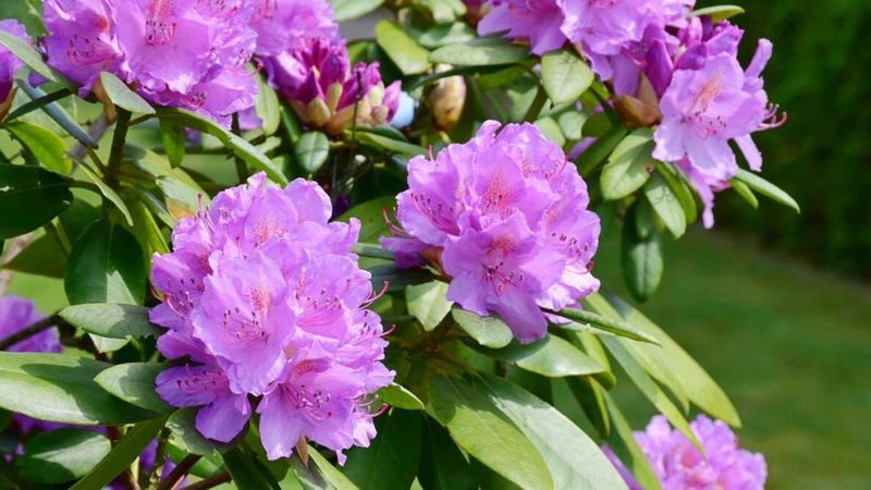 6. Rhododendrons Need Their Budded Branches Left Alone