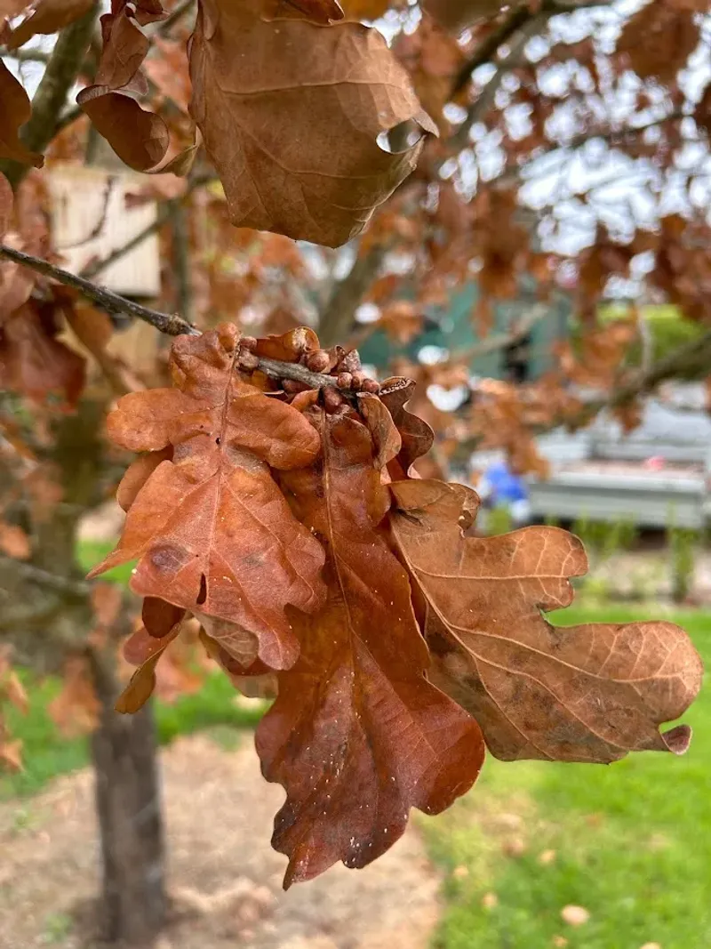 6. Watch Browning Leaves Before Blaming Disease