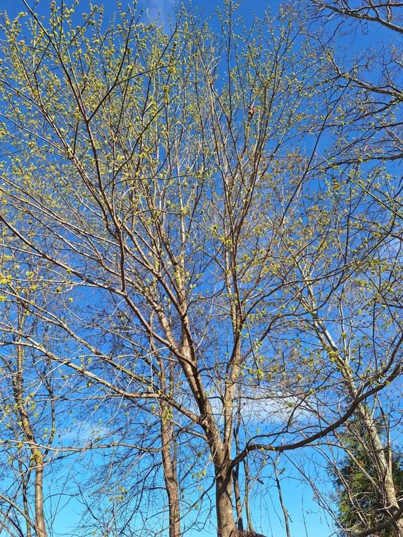 6. Winter Takes Away The Leafy Screen