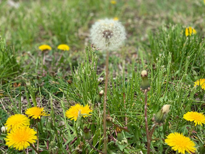 7. Broadleaf Weeds Are Easier To Target Now