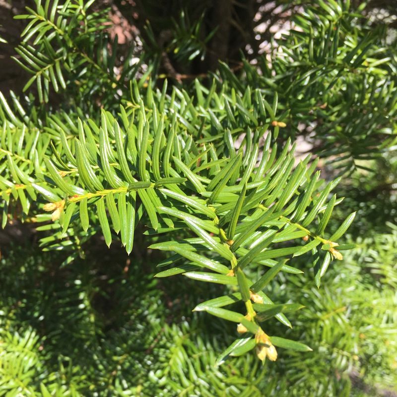 7. Canadian Yew Brings Greenery Into Shade 7. Canadian Yew Brings Greenery Into Shade