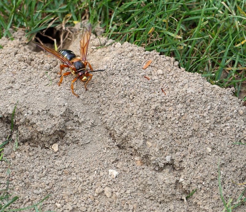 7. Large Wasps Follow The Summer Chorus