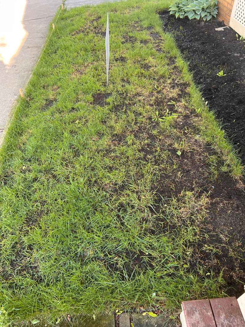 7. New Grass Needs Time Before Winter Arrives