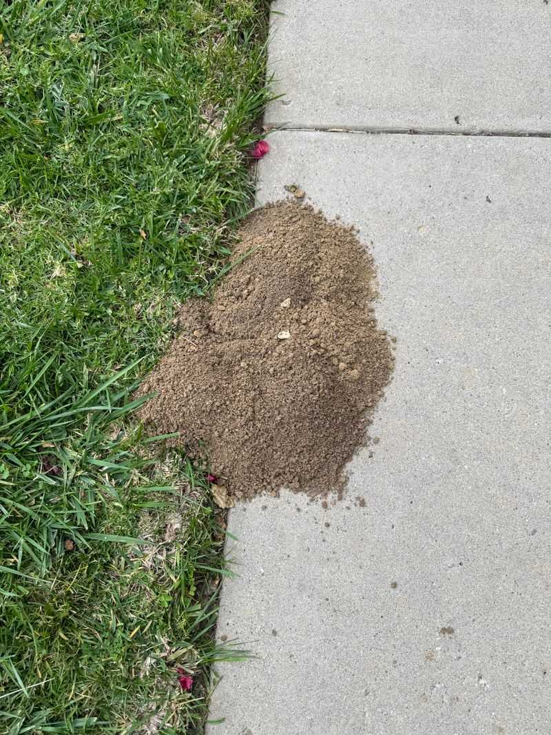 7. One Night Of Mounds Does Not Mean You Have An Army Underground 7. One Night Of Mounds Does Not Mean You Have An Army Underground