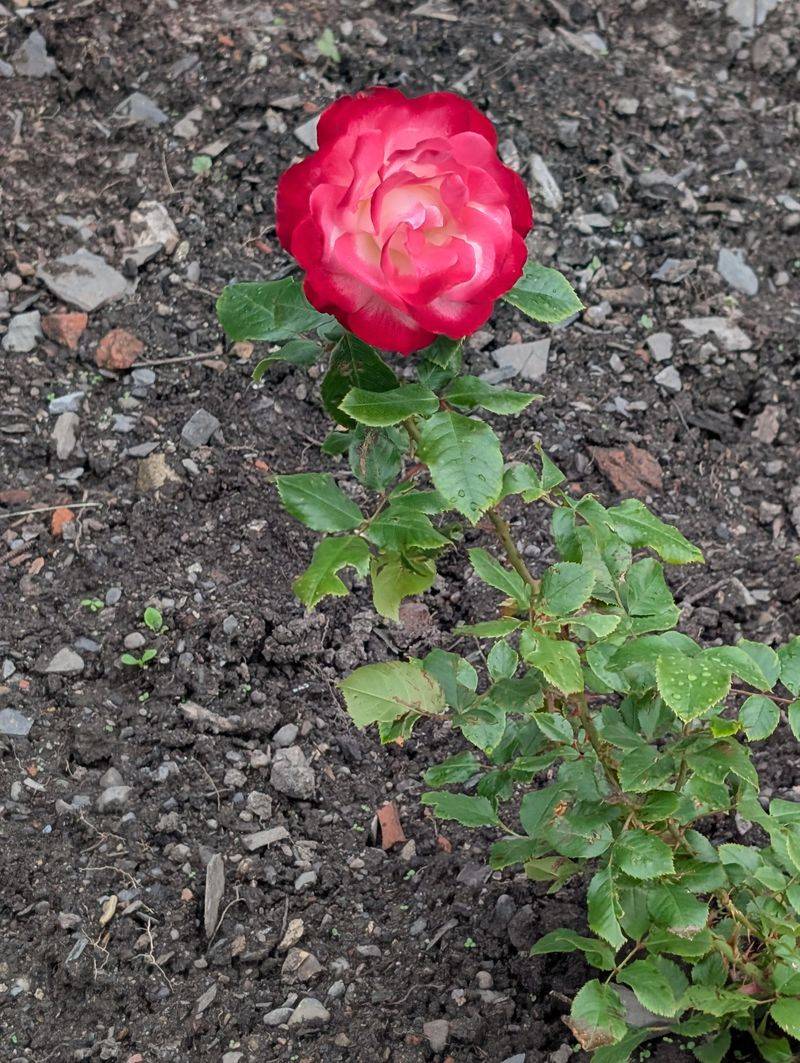 7. Roses Should Stop Chasing Fresh Growth