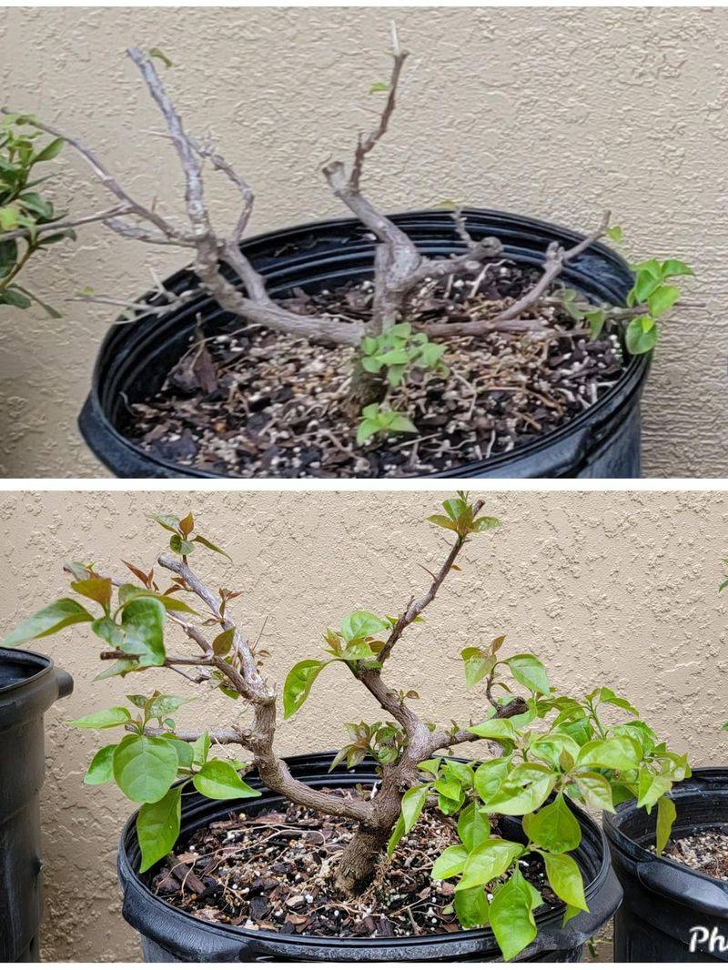 7. Save Major Reshaping For The Better Pruning Window