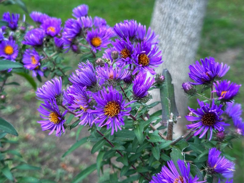 7. Self-Seeding Builds A Larger Patch