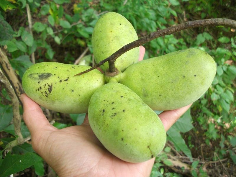 8. Fresh Pawpaws Rarely Make It To Grocery Stores