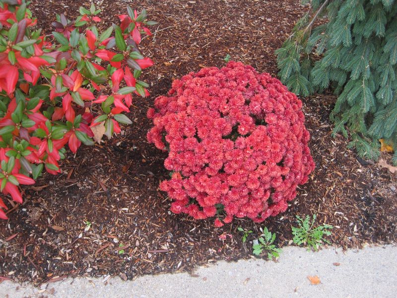 8. Garden Mums Need Their Tops For Winter