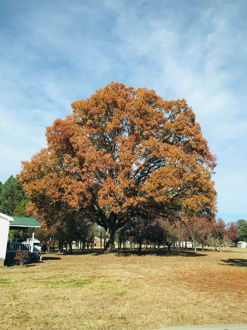 8. Give Stressed Trees Time To Prepare For Fall