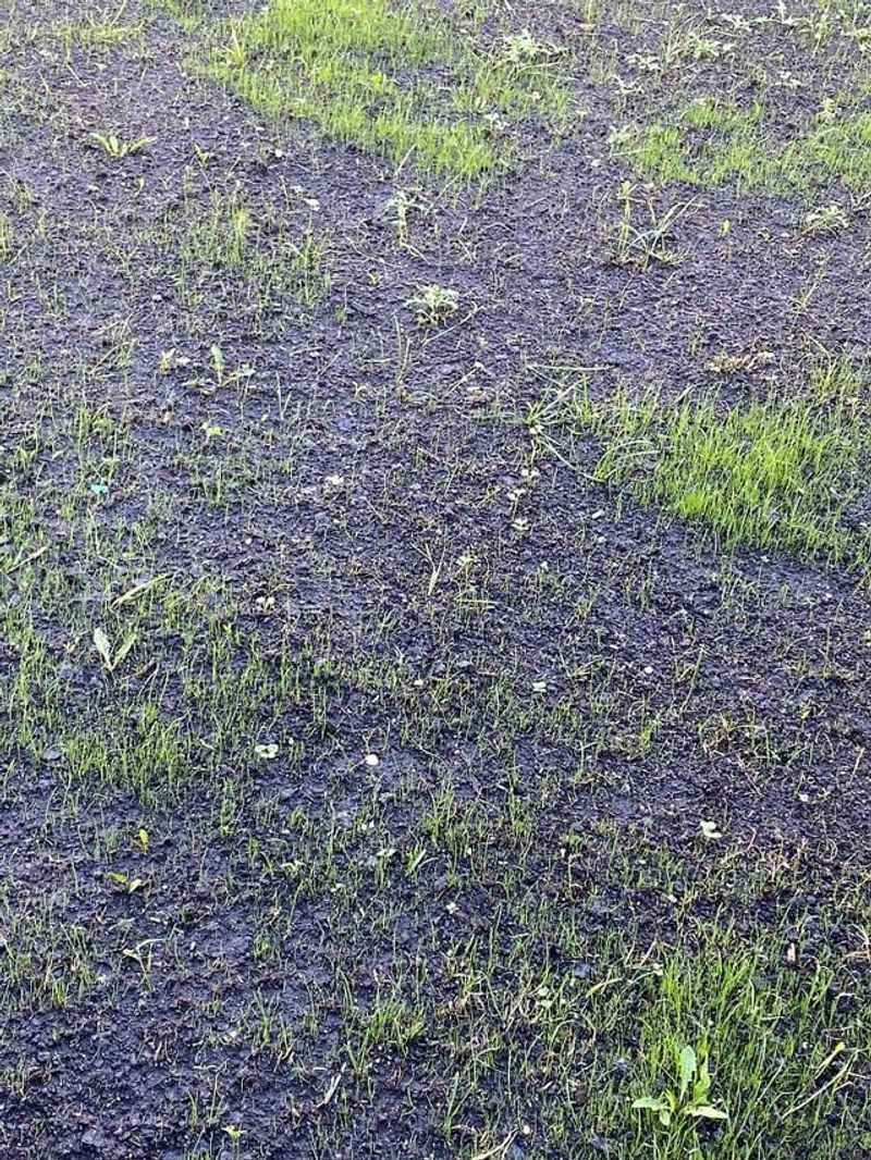 8. Keep New Seed Moist Until It Takes Hold