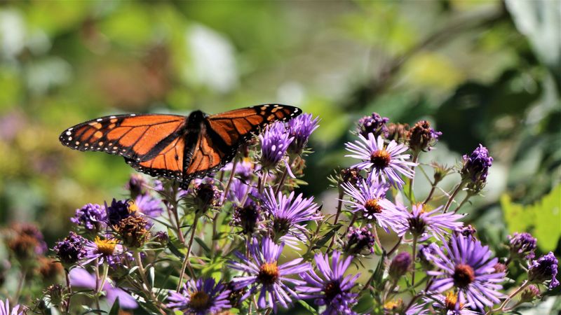 8. Leave The Last Blooms For Hungry Pollinators