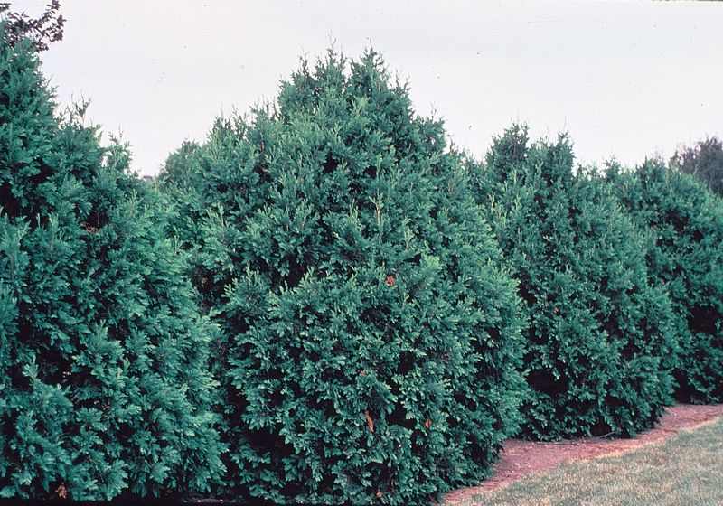 8. Northern White Cedar Adds Dense Native Cover 8. Northern White Cedar Adds Dense Native Cover