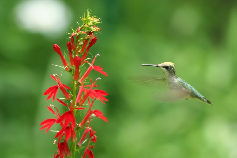 8. One Native Plant Starts A Bigger Bird Habitat
