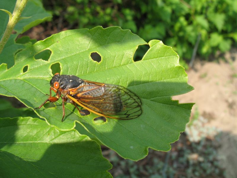 8. These Cicadas Aren't Locusts At All