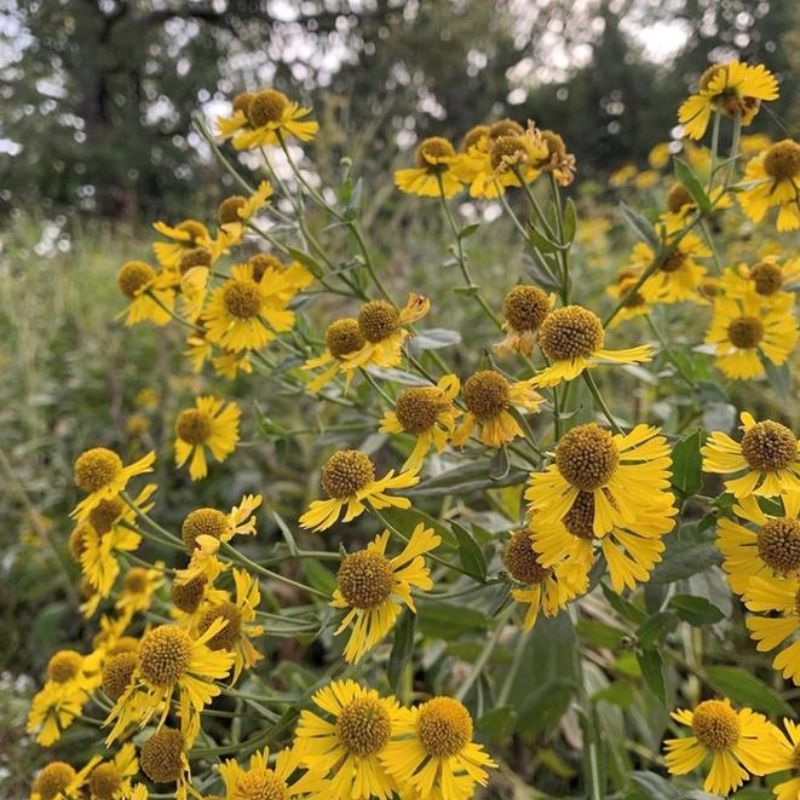 8. This Native Deserves Better Than Its Name 8. This Native Deserves Better Than Its Name