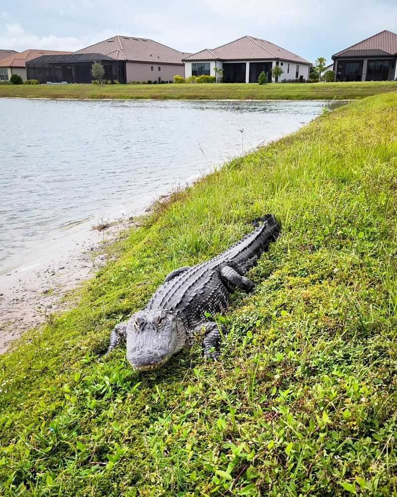 A Backyard Pond Can Become Part Of Its Regular Route