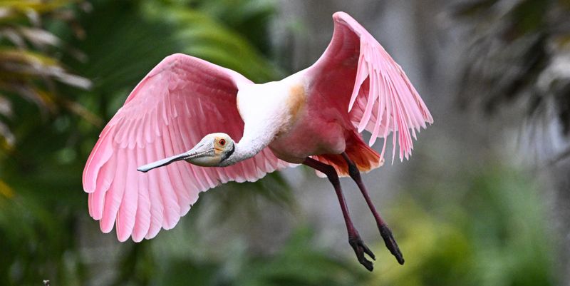 A Backyard Visit Does Not Mean A Nest Is Nearby A Backyard Visit Does Not Mean A Nest Is Nearby