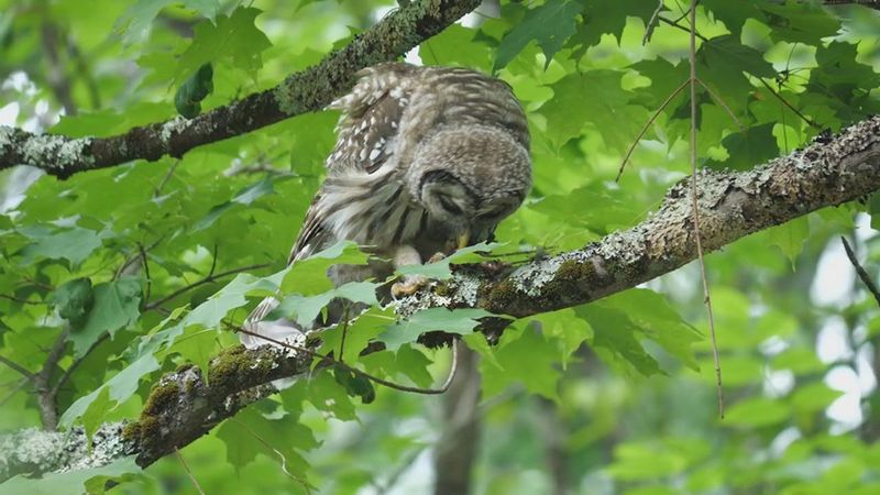 A Barred Owl Is Not A Rodent Census A Barred Owl Is Not A Rodent Census