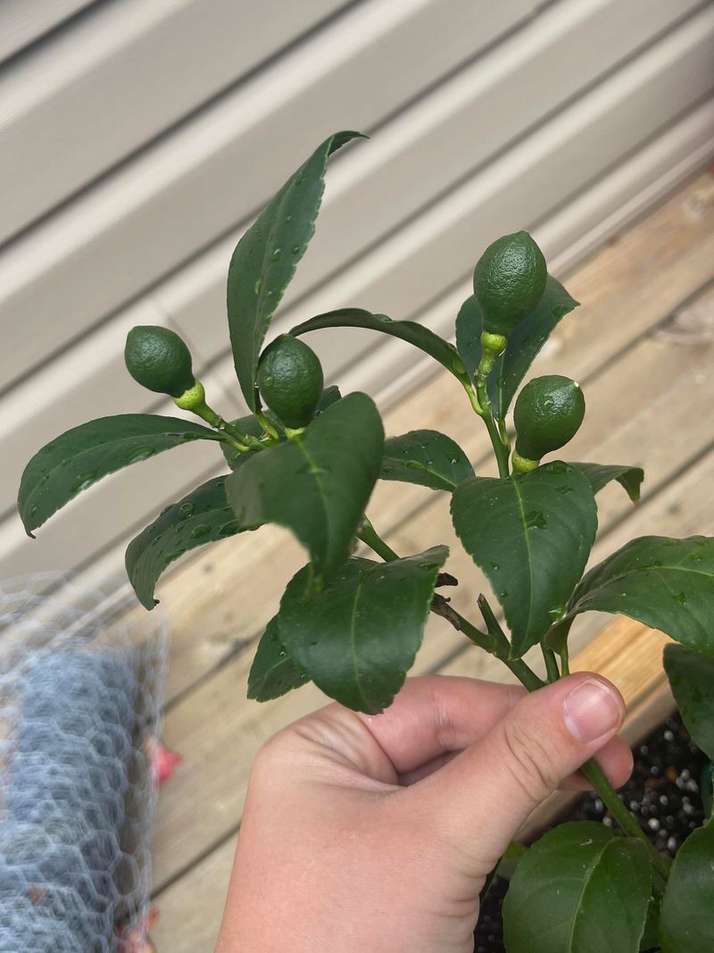 A Big Haircut Can Leave Citrus With Less Fruit