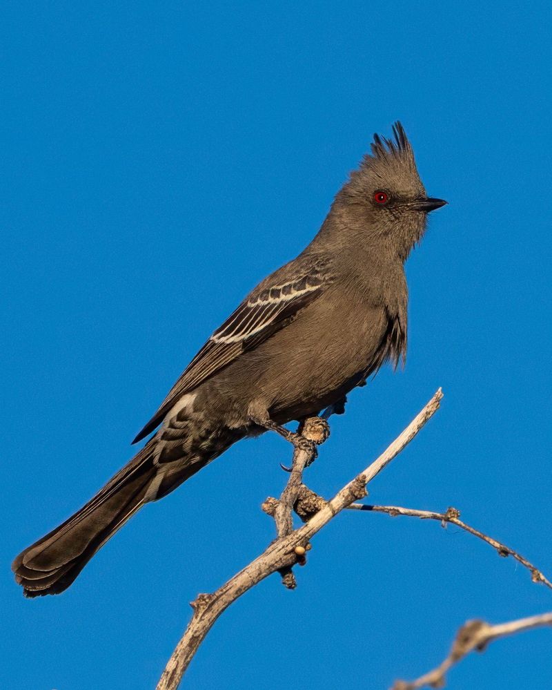 A Bird Friendly Yard May Give It Reasons To Return