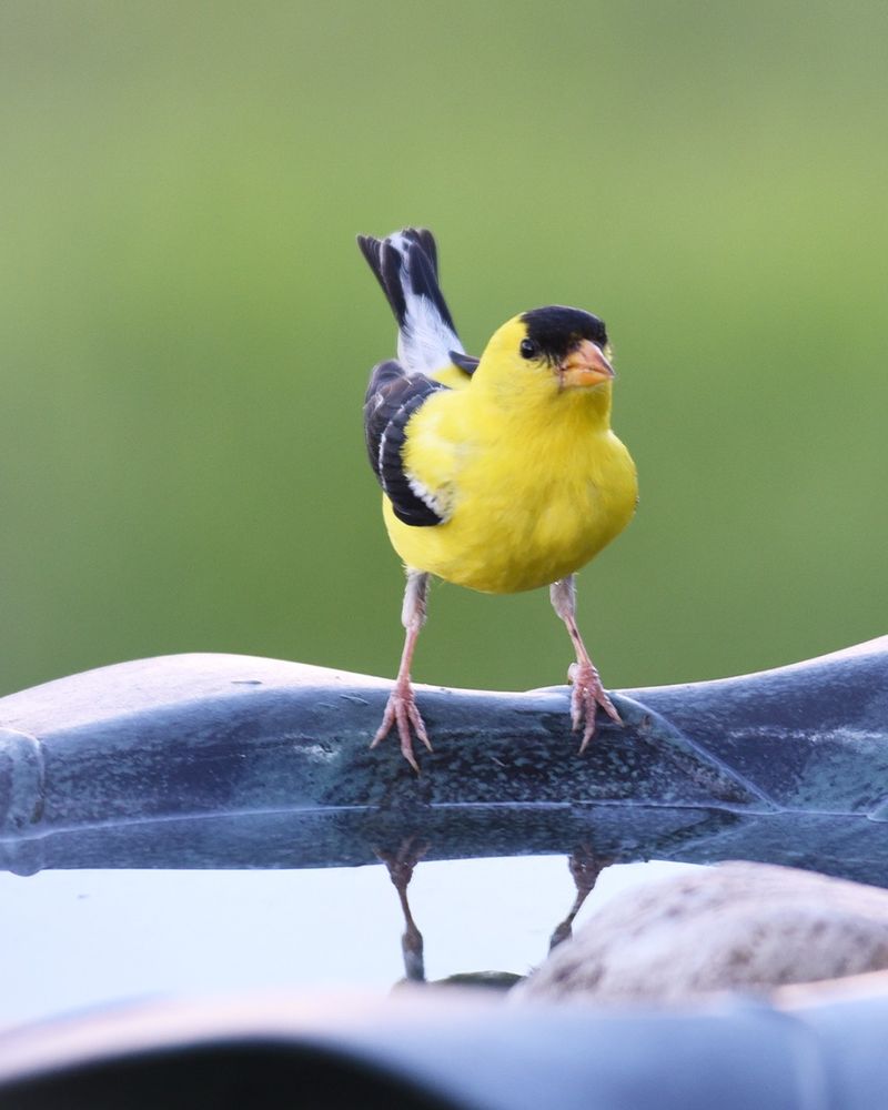 A Birdbath May Be Drawing It Back
