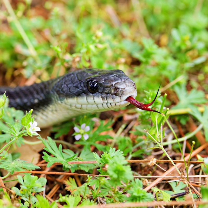 A Black Rat Snake In The Yard Usually Does Not Need Removing