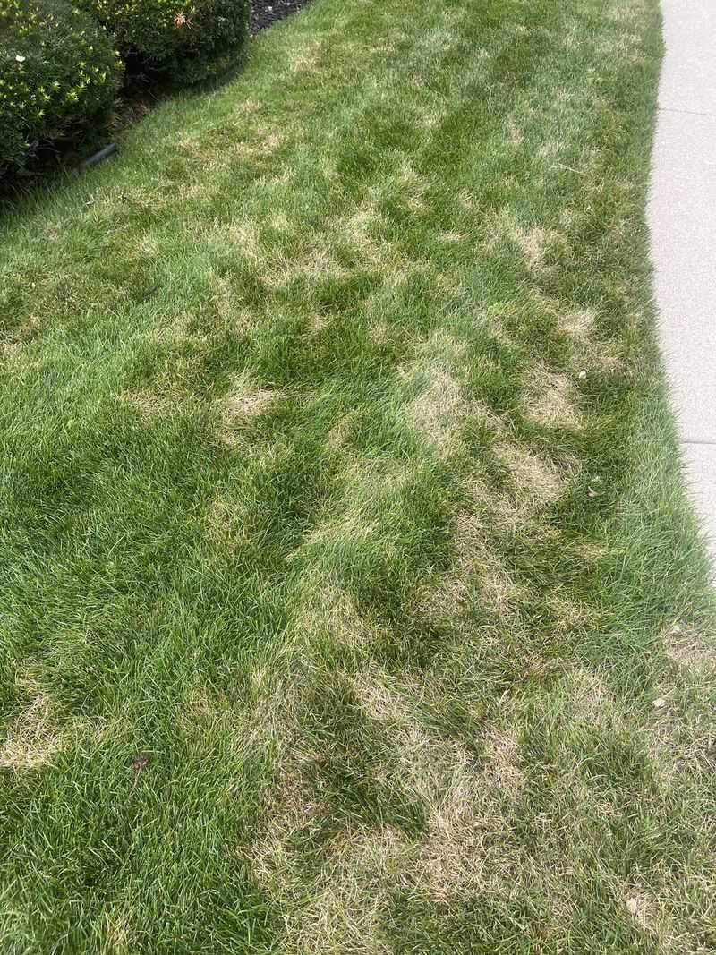 A Bluish Lawn And Lingering Footprints Signal Drought Stress A Bluish Lawn And Lingering Footprints Signal Drought Stress