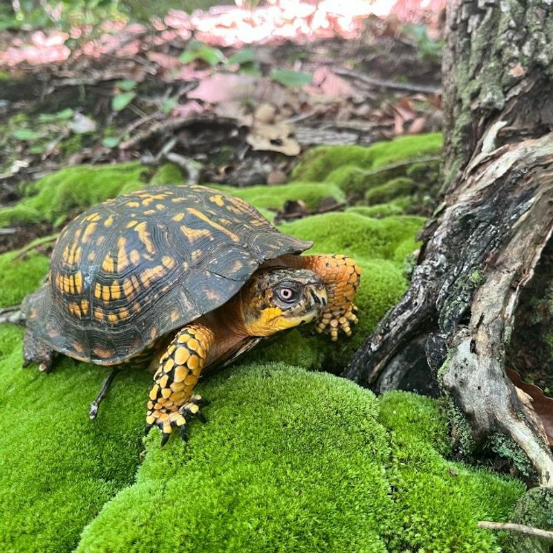 A Box Turtle Can Signal Useful Backyard Habitat A Box Turtle Can Signal Useful Backyard Habitat