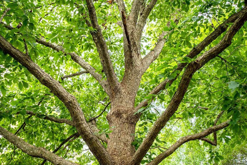 A Broadening Canopy Brings More Shade With Time