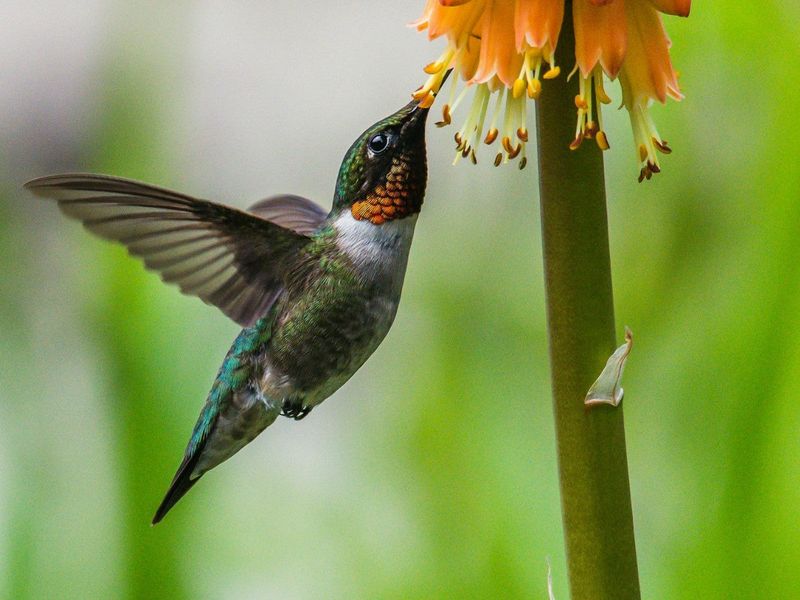 A Broken Nectar Calendar Is Often Why The Yard Goes Quiet